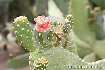 Flowering cactus red bud Stock Photo