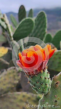 Flowering cactus in Tenerife Stock Photo