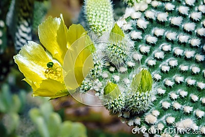 Flowering Cactus texture background. Cactus opuntia microdasys. Stock Photo