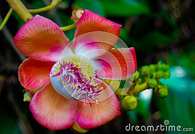 Flowering Cannon Ball Tree Blossom Stock Photo