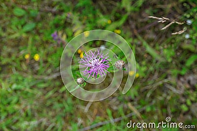 Flowering cardoon blossom, cynara cardunculus at the garden Stock Photo