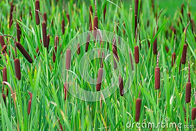 Flowering cattail in a swamp Stock Photo