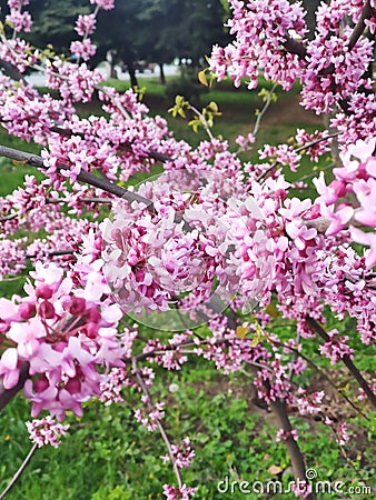 Beauty flowering Cercis chinensis avondale, Chinese redbud Stock Photo