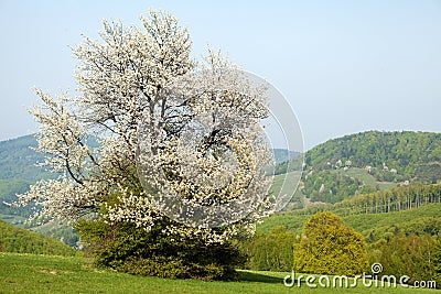 Flowering Cherry, Bile Karpaty, Czech Republic Stock Photo