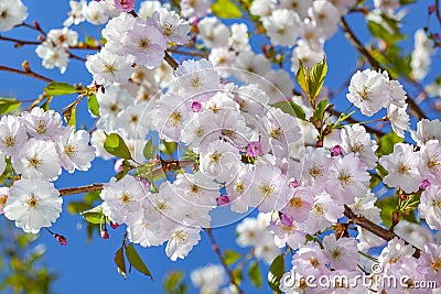 Flowering cherry blossom in spring Stock Photo