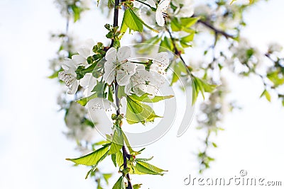 Flowering cherry tree Stock Photo