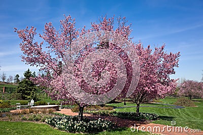 Flowering Cherry Tree Stock Photo