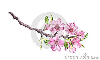 Flowering cherry tree. Pink apple flowers, sakura, almond flowers on blooming branch. Watercolor Stock Photo