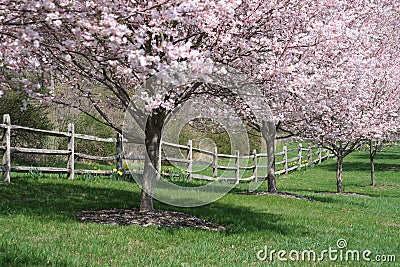 Flowering Cherry Trees Stock Photo