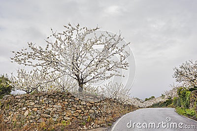 Flowering cherry in Valley of Jerte, Caceres, Spain. Stock Photo