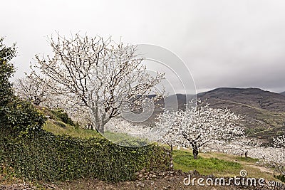 Flowering cherry in Valley of Jerte, Caceres, Spain. Stock Photo