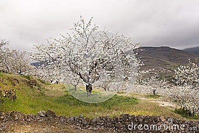 Flowering cherry in Valley of Jerte, Caceres, Spain. Stock Photo