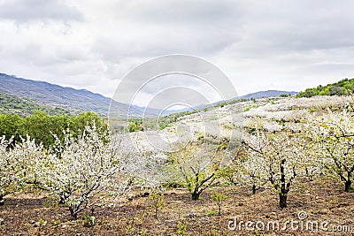 Flowering cherry in Valley of Jerte, Caceres, Spain. Stock Photo