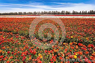The flowering colorful buttercups Stock Photo
