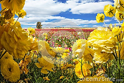 Flowering colorful buttercups Stock Photo