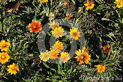 Flowering colorful gazanias in autumn Stock Photo