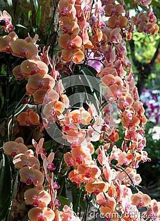 Flowering of colorful orchids, Thailand Stock Photo