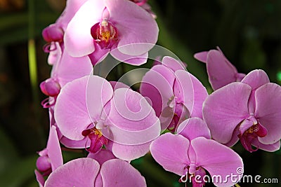 Flowering of colorful orchids, Thailand Stock Photo