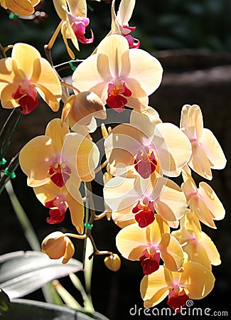 Flowering of colorful orchids, Thailand Stock Photo