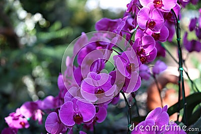 Flowering of colorful orchids, Thailand Stock Photo