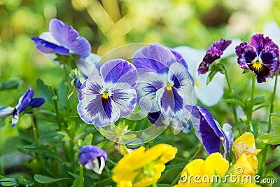 Flowering colorful pansies in the garden Stock Photo