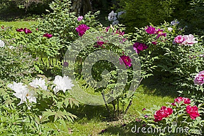 Flowering colorful tree peonies Stock Photo