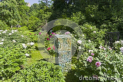 Flowering colorful tree peonies Stock Photo