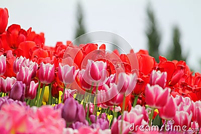 Flowering colorful tulips Stock Photo