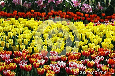 Flowering of colorful tulips, Thailand Stock Photo