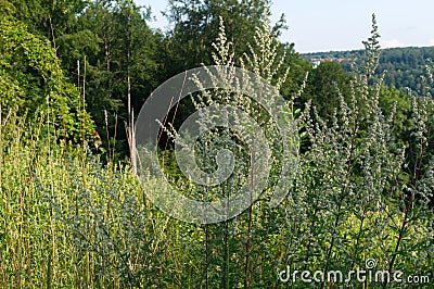 Flowering common mugwort plants in hilly landscape Stock Photo