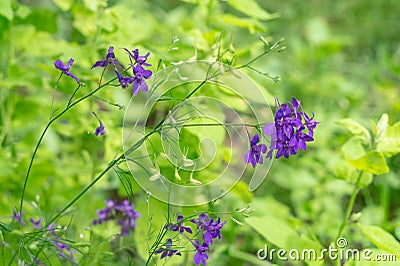 Flowering Consolida regalis, forking larkspur in the meadow Stock Photo