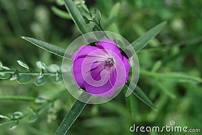 Corncockle flower (Agrostemma githago) Stock Photo