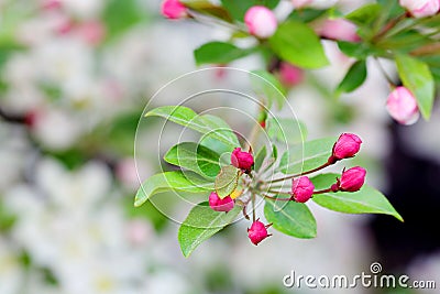 Flowering crab apple blossoms Stock Photo