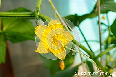 Flowering cucumbers. yellow cucumber flowers Stock Photo