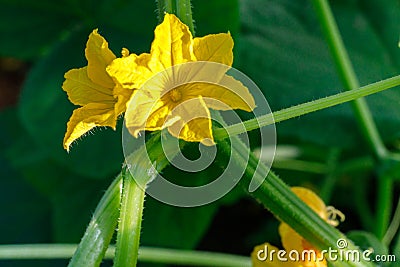 Flowering cucumbers. yellow cucumber flowers Stock Photo