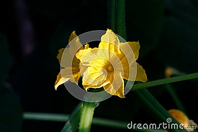 Flowering cucumbers. yellow cucumber flowers Stock Photo