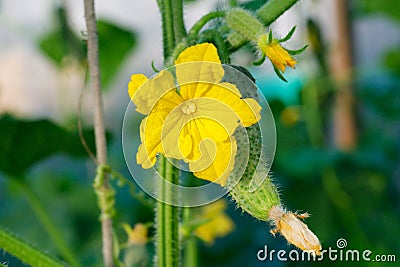 Flowering cucumbers. yellow cucumber flowers Stock Photo