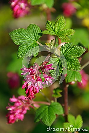 Flowering Currant 05 Stock Photo