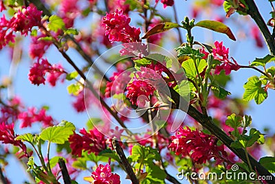 Flowering Currant 06 Stock Photo