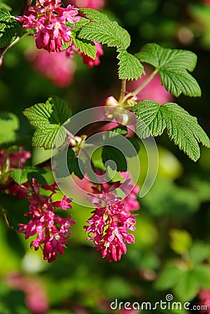 Flowering Currant Stock Photo