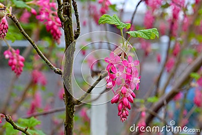 Pink Petal Flowering Currant Blossoms 01 Stock Photo