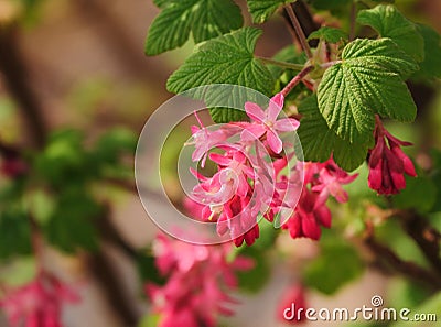 Flowering Currant flowers. Stock Photo