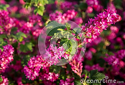 Flowering currant Stock Photo