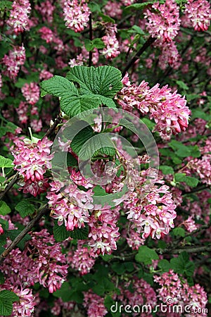 Flowering currant, Ribes sanguineum Stock Photo