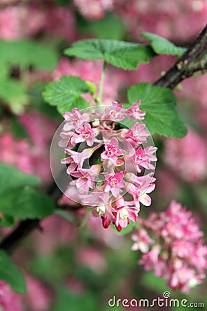 Flowering currant, Ribes sanguineum Stock Photo