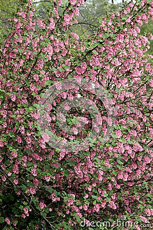 Flowering currant, Ribes sanguineum Stock Photo