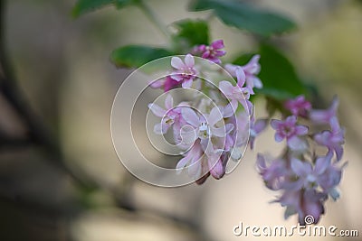 Flowering currant Ribes sanguineum Tydeman`s White, pending pale pink flowers Stock Photo