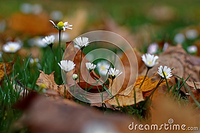 Flowering daisies in autumn Stock Photo