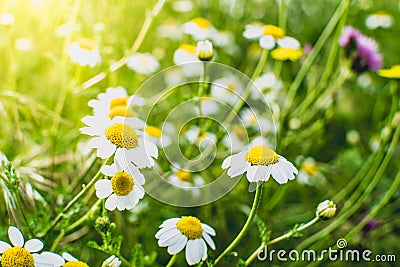 Flowering of daisies. Oxeye daisy, Leucanthemum vulgare. Gardening Stock Photo