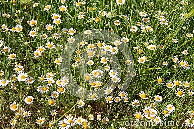 Flowering daisies on the meadow Stock Photo